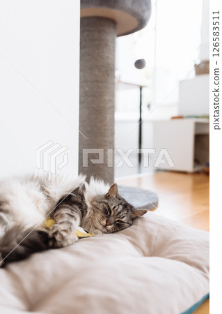 Domestic fluffy gray cat lies on a pillow with his favorite toy 126583511