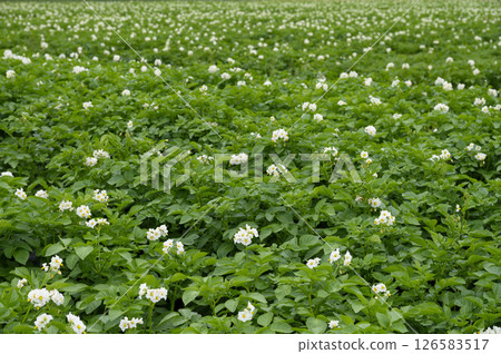 White potato flowers in a vegetable garden in early summer White potato flowers in a vegetable garden in early summer 126583517