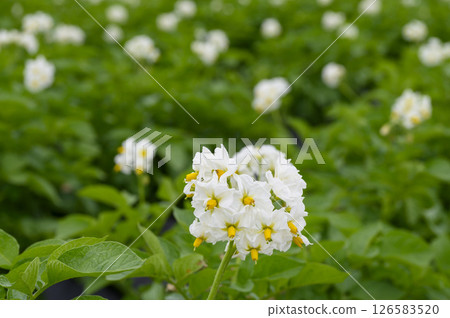 初夏菜園裡的白馬鈴薯花 126583520