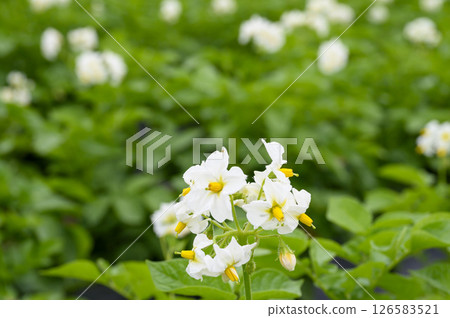 初夏菜園裡的白馬鈴薯花 126583521