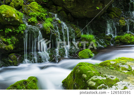 Fresh green former falls underwater water 126583591