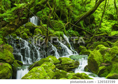 Fresh green former falls underwater water 126583599