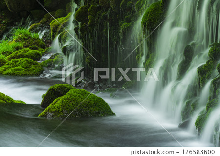 Fresh green former falls underwater water 126583600