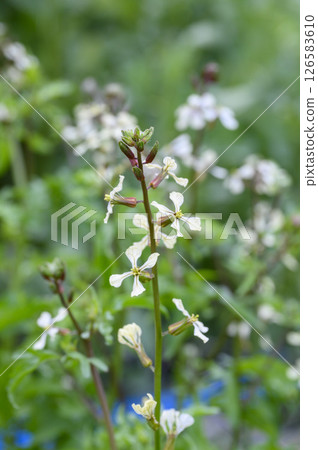 Arugula flowers in a vegetable garden in early summer 126583610