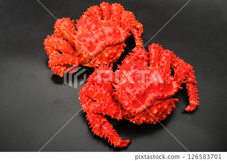 A photo of two Hanasaki crabs lined up. Black background 126583701
