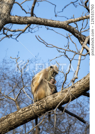 wild female mother northern plains gray langur Semnopithecus entellus hanuman langur with baby in arms cuddle hugging nursing winter morning safari ranthambore national park forest tiger reserve india wild female mother northern plains gray langur Semnopithecus entellus hanuman langur with baby in arms cuddle hugging nursing winter morning safari ranthambore national park forest tiger reserve india 126583760