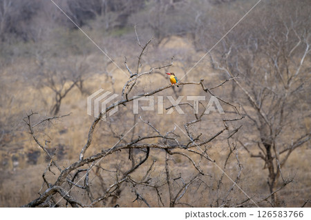stork billed kingfisher or tree kingfisher or Pelargopsis capensis wild bird perch in dry deciduous background in summer season safari at ranthambore national park forest tiger reserve rajasthan india 126583766