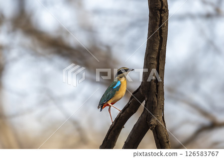 Indian pitta or Pitta brachyura beautiful colorful nine colors bird perched on branch of tree summer season visitor in natural green background at ranthambore national park forest tiger reserve india Indian pitta or Pitta brachyura beautiful colorful nine colors bird perched on branch of tree summer season visitor in natural green background at ranthambore national park forest tiger reserve india 126583767