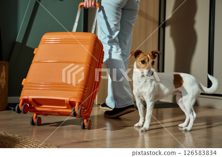 Woman leaving home with dog and suitcase. Small dog watching owner depart with luggage. Travel with pet Woman leaving home with dog and suitcase. Small dog watching owner depart with luggage. Travel with pet 126583834