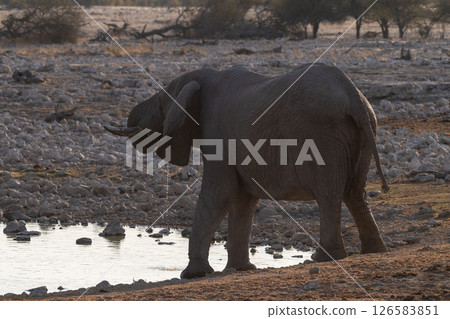 Bathing Elephants in Etosha 126583851