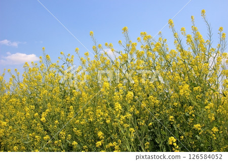 Rape blossoms shining in the blue sky 126584052