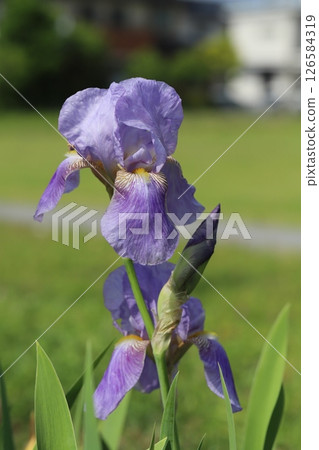 春天，公園裡盛開著淡紫色的德國鳶尾花 126584319