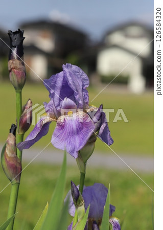 Pale purple flowers of German iris blooming in a park in spring Pale purple flowers of German iris blooming in a park in spring 126584320