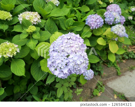 隅田公園盛開的紫色繡球花 隅田公園盛開的紫色繡球花 126584321