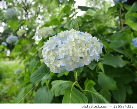 藍黃色繡球花 藍黃色繡球花 126584322