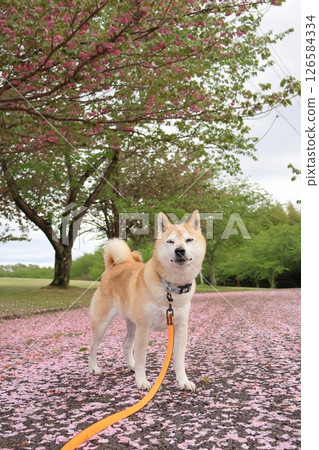 Shiba Inu Shiba Inu 126584334