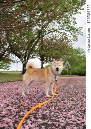 Shiba Inu Shiba Inu 126584335