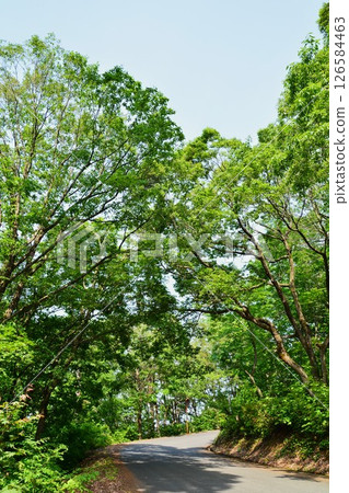 新潟縣小千谷市山本山高原的山路，綠意盎然 126584463