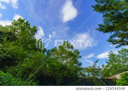 Summer sky seen through the trees 126584549