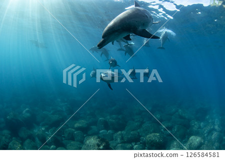 陽光和許多野生海豚 126584581