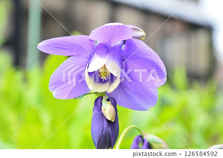 哥倫拜恩花 126584592