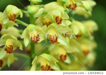 盛開的岩蘭 126584612