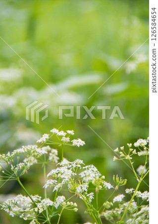 White-spotted lily 126584654