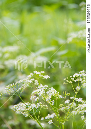White-spotted lily 126584656