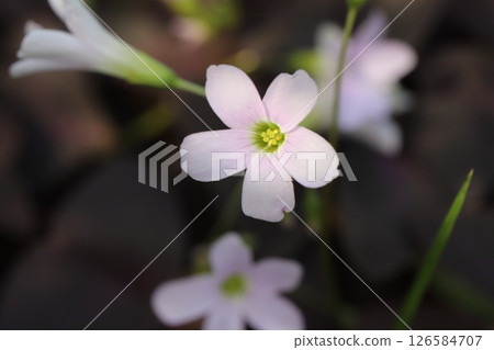 春天花園裡盛開的三角酢漿草小白花和紫葉 126584707