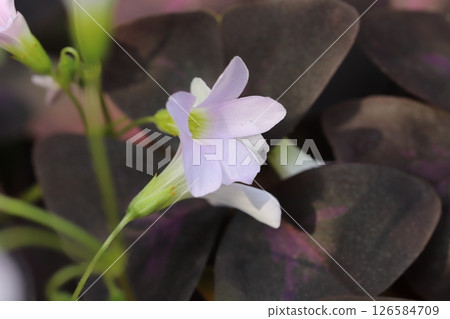 Small white flowers and purple leaves of Oxalis triangularis blooming in a spring garden Small white flowers and purple leaves of Oxalis triangularis blooming in a spring garden 126584709