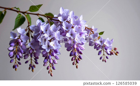 elegant cluster of wisteria in a minimalist style, with lilac and cloud white tones, smooth curves 126585039