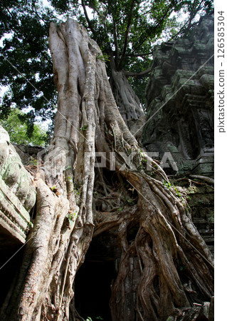 Ta Prohm ruins, Siem Reap, Cambodia 126585304