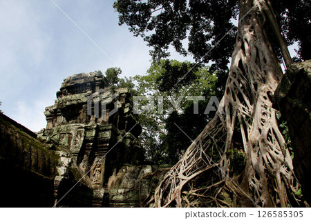 Ta Prohm ruins, Siem Reap, Cambodia 126585305