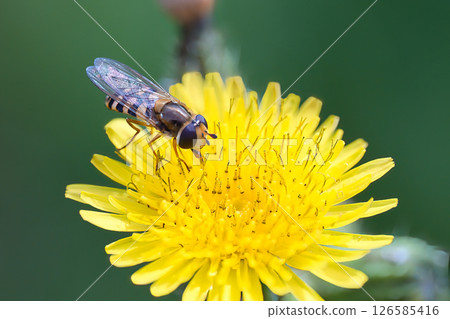 一隻蒼蠅停在蒲公英上 126585416