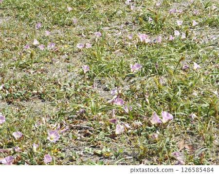 檢見川海灘的牽牛花即將盛開。 126585484