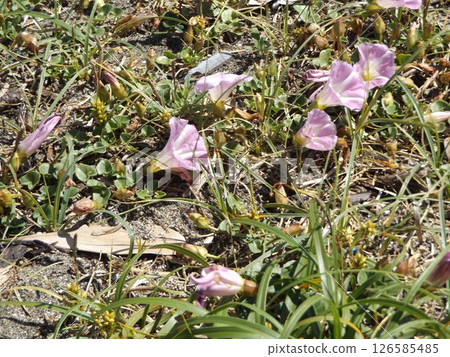 檢見川海灘的牽牛花即將盛開。 126585485
