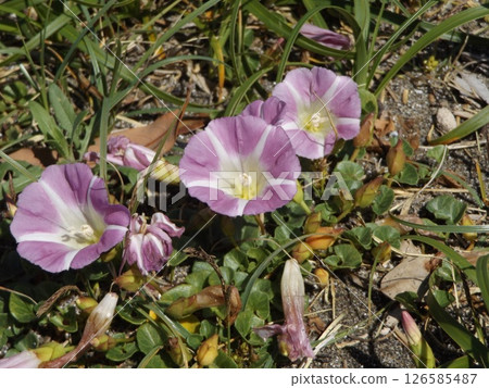 The beach morning glory at Kemigawa Beach will soon be in full bloom. 126585487