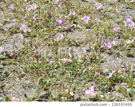 檢見川海灘的牽牛花即將盛開。 檢見川海灘的牽牛花即將盛開。 126585489
