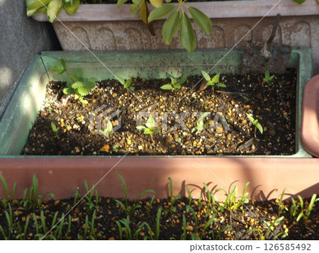 Shishito peppers growing in a planter Shishito peppers growing in a planter 126585492