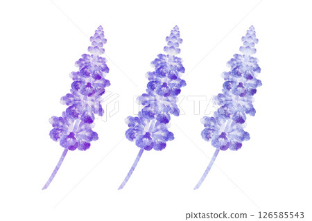 藍丹參 藍丹參 126585543