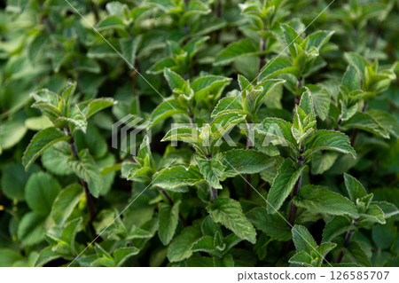 Mint bush, green peppermint leaves. Close up 126585707