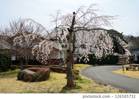 高根澤元氣上村路邊站#3 126585732