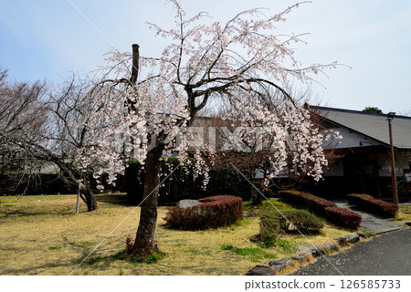 高根澤元氣上村路邊站#4 126585733