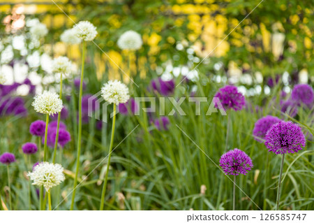 Onion genus Allium flowering plants. Globe-like flower-heads vibrant purple flower 126585747