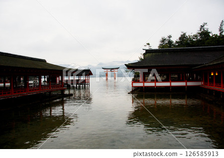 宮島嚴島神社 廣島縣 宮島嚴島神社 廣島縣 126585913