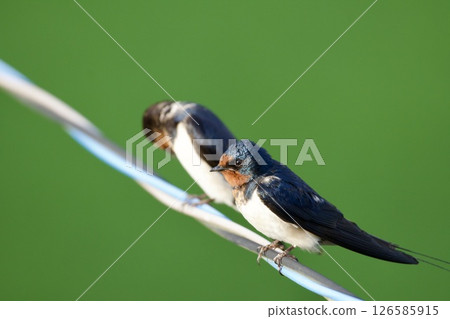 swallow / Japan 126585915