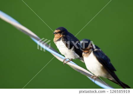 swallow / Japan 126585919