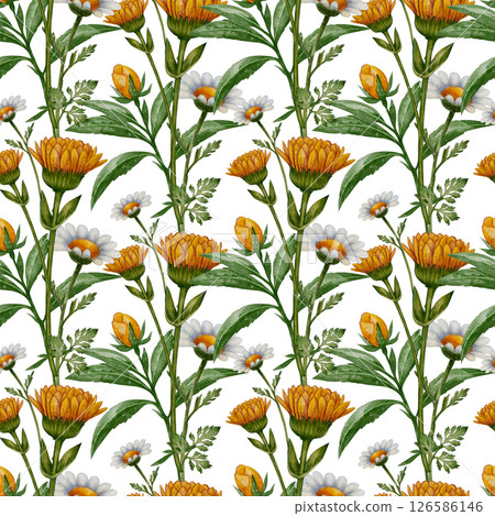 Seamless pattern with calendula and chamomile Seamless pattern with calendula and chamomile 126586146