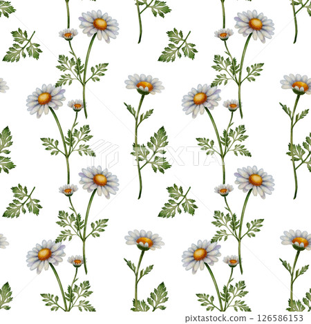 Seamless pattern with chamomile flowers 126586153