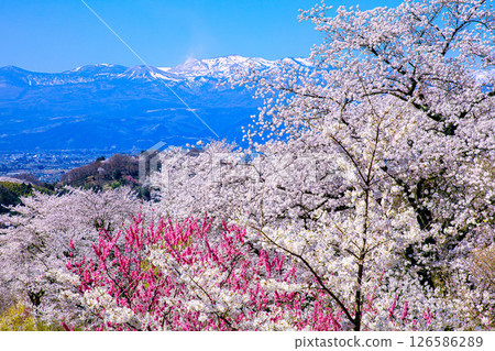 花見山和東小富士盛開（福島縣福島市，4月） 126586289